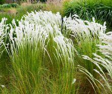 Load image into Gallery viewer, Plant Selections at Hens Teeth Trading