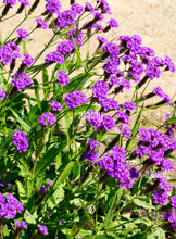Load image into Gallery viewer, Plant Selections at Hens Teeth Trading