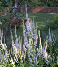 Load image into Gallery viewer, Plant Selections at Hens Teeth Trading