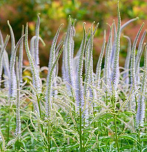 Load image into Gallery viewer, Plant Selections at Hens Teeth Trading
