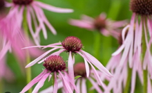 Load image into Gallery viewer, Plant Selections at Hens Teeth Trading