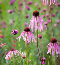Load image into Gallery viewer, Plant Selections at Hens Teeth Trading