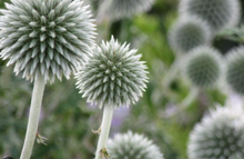 Load image into Gallery viewer, Plant Selections at Hens Teeth Trading