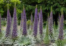 Load image into Gallery viewer, Plant Selections at Hens Teeth Trading