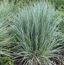 Load image into Gallery viewer, Plant Selections at Hens Teeth Trading