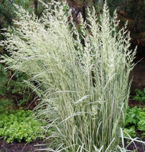 Load image into Gallery viewer, Plant Selections at Hens Teeth Trading