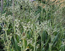 Load image into Gallery viewer, Plant Selections at Hens Teeth Trading