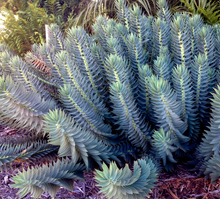 Load image into Gallery viewer, Plant Selections at Hens Teeth Trading