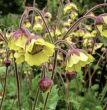 Load image into Gallery viewer, Plant Selections at Hens Teeth Trading