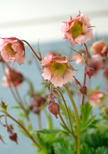 Load image into Gallery viewer, Plant Selections at Hens Teeth Trading