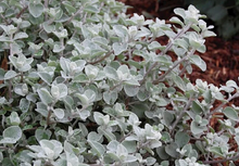 Load image into Gallery viewer, Plant Selections at Hens Teeth Trading