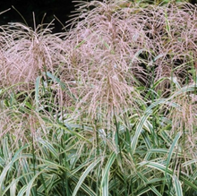 Load image into Gallery viewer, Plant Selections at Hens Teeth Trading