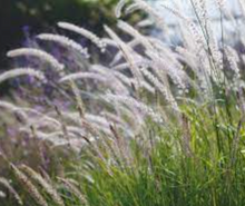 Load image into Gallery viewer, Plant Selections at Hens Teeth Trading
