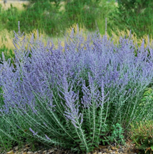 Load image into Gallery viewer, Plant Selections at Hens Teeth Trading