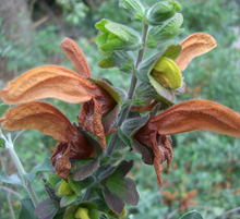 Load image into Gallery viewer, Plant Selections at Hens Teeth Trading