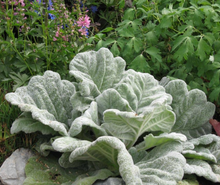 Load image into Gallery viewer, Plant Selections at Hens Teeth Trading