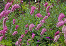 Load image into Gallery viewer, Plant Selections at Hens Teeth Trading