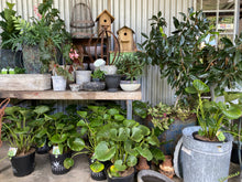 Load image into Gallery viewer, Hens Teeth Trading Gift Card