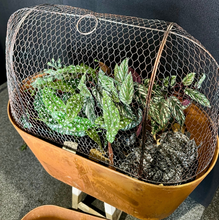 Load image into Gallery viewer, Oval Style Cloche