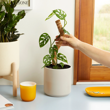 Load image into Gallery viewer, Coco Plant Climber