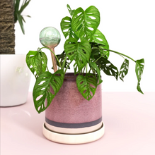 Load image into Gallery viewer, Self Watering Plant Globes