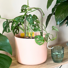 Load image into Gallery viewer, Self Watering Plant Climber