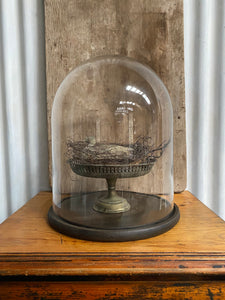 Large Glass Cloche with Wooden Base